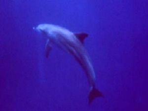  red sea MMII YS 60  dolphin 2 by Hilal Uysal 